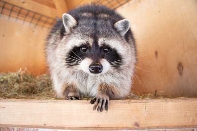 Raccoon in an Attic