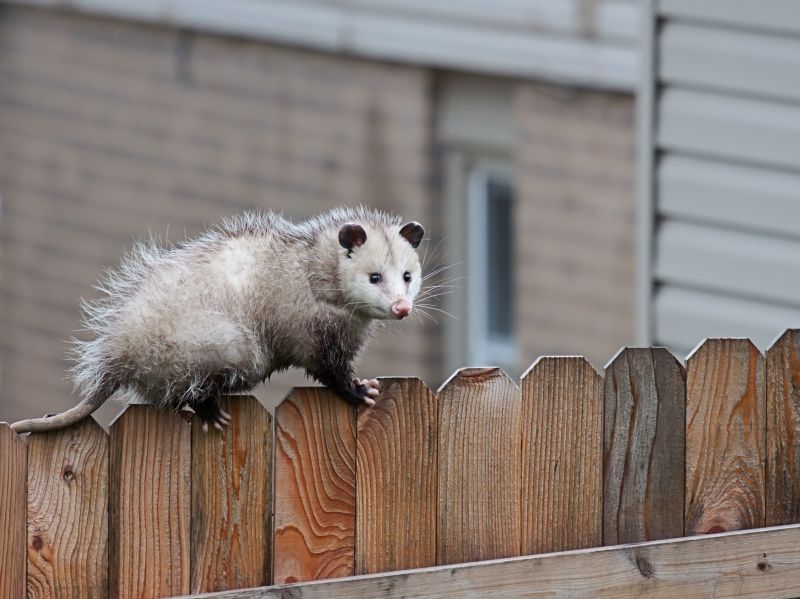 Opossum in a Tree