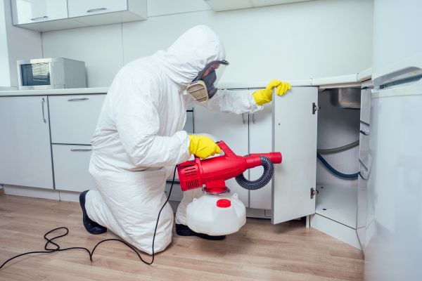 Dead Mouse Removal